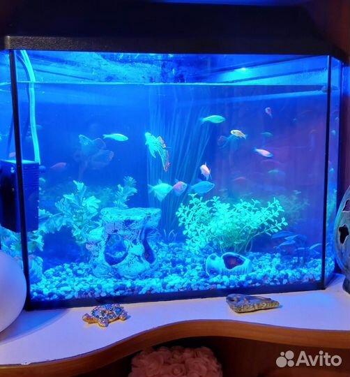 Аквариум