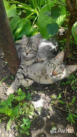 Котята в добрые руки бесплатно