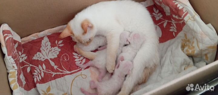 Кошка