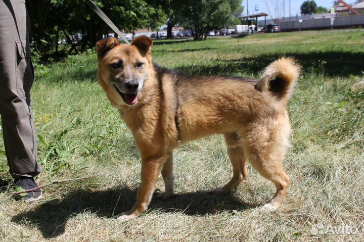 Радик надеется на добрый дом