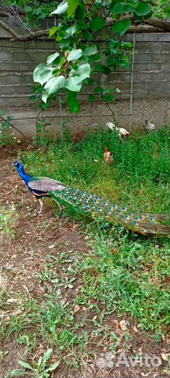 Семья павлины