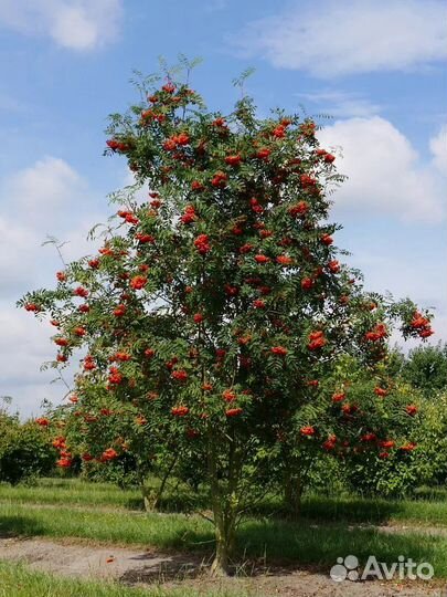 Рябина обыкновенная