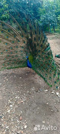 Семья павлины