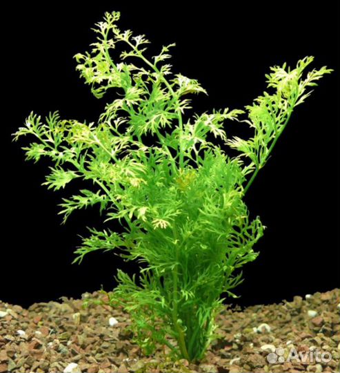 Папоротник индийский (Ceratopteris thalictroides)