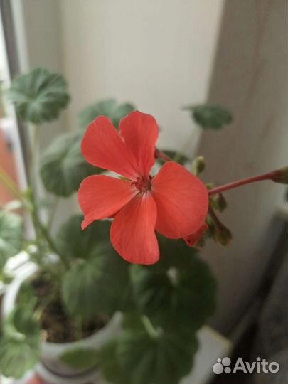 Герань пеларгония цветущее растение