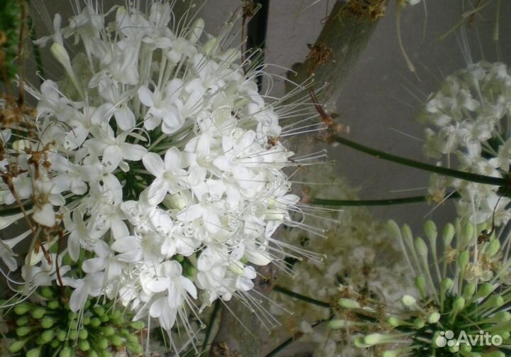 Комнатные растения