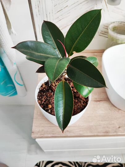 Фикус каучуконосный