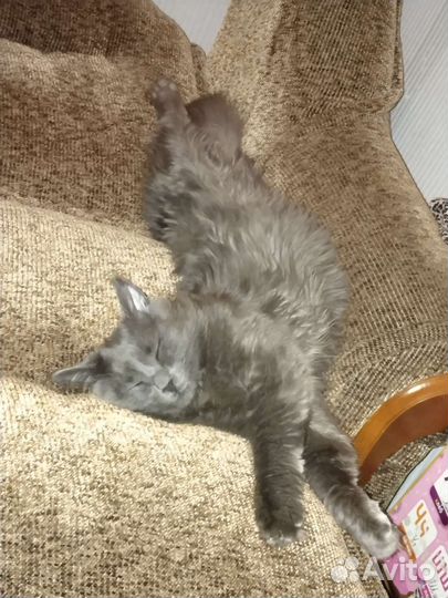 Отдам бесплатно