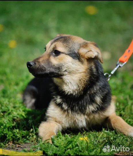 Красивый щенок ищет дом