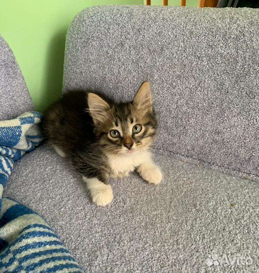 Плюшевый мальчишка