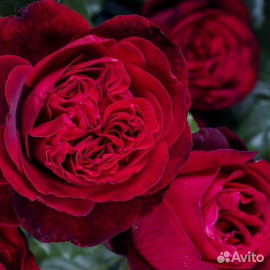 Роза зкс Люксор и другие