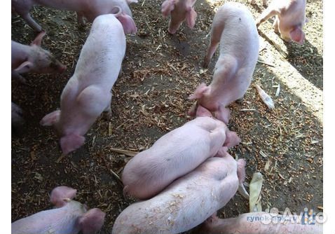 Поросята