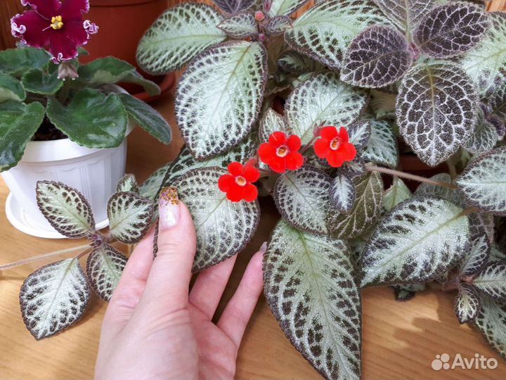 Эсхинантус, эписция, колерия красная и желтая