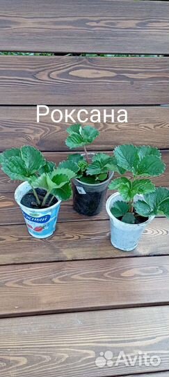 Земляника садовая. Клубника