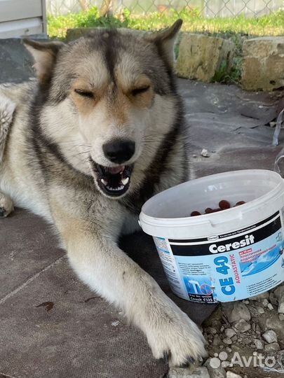 Собака хаски, характер компаньон - друг