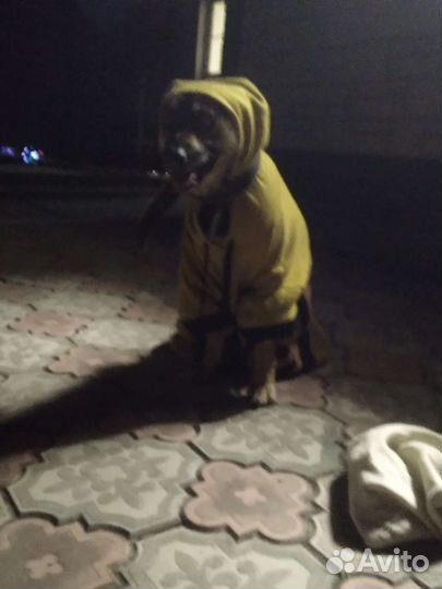 Собака