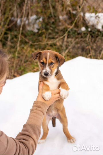 Щенок девочка в дар