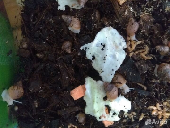 Улитки ахатины