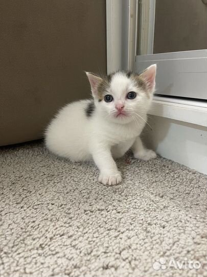 Котята ищут дом