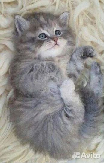Сибирские котята