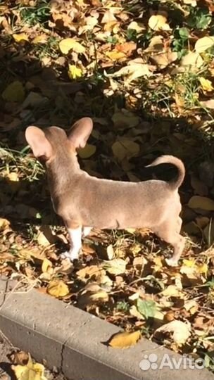 Вязка кобели чихуахуа