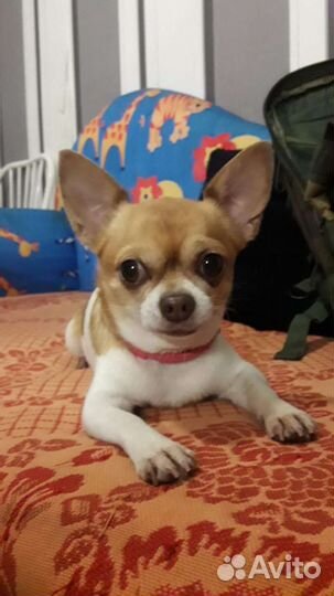 Вязка кобель чихуахуа