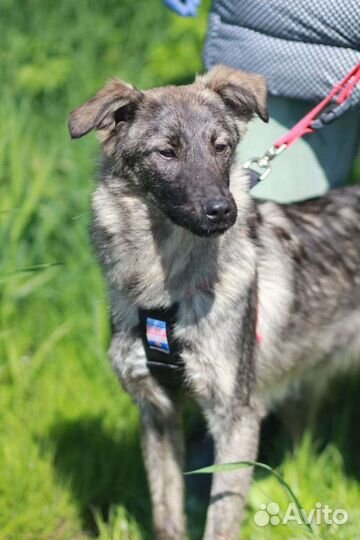 Луна ищет семью