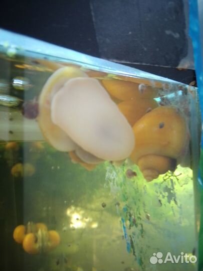 Улитки аквариумные ампулярии