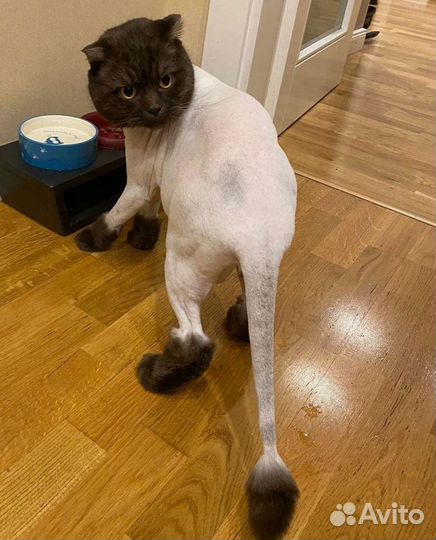 Стрижка кошек