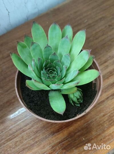 Суккулента эхеверия изящная. Дикая роза