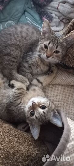Отдам котят, мальчик и девочка