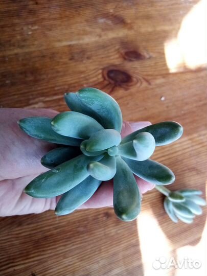 Суккуленты. Обновлено