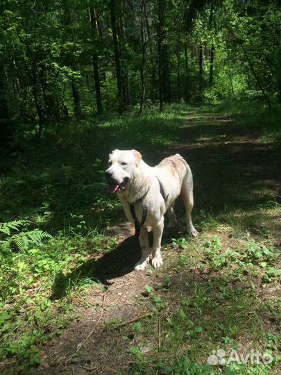 Собака алабай