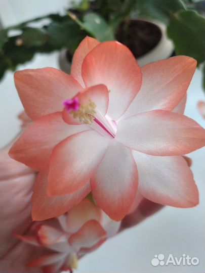 Декабрист шлюмбергера