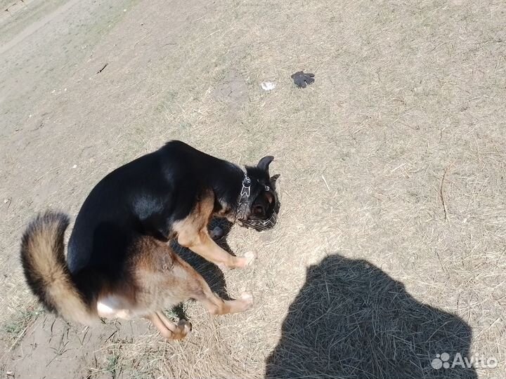 Случка кабеля