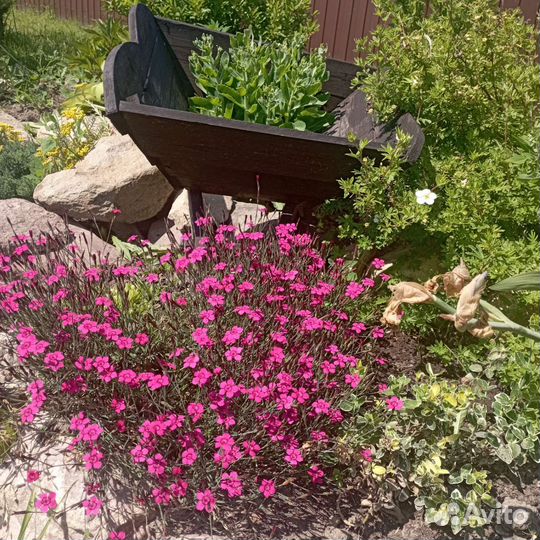 Гвоздика садовая