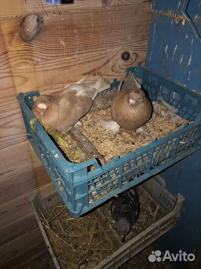 Голуби турки турецкие(такла)