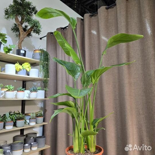 Стрелиция Николая