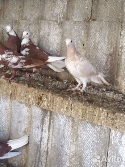 Голуби бакинские широкохвостые