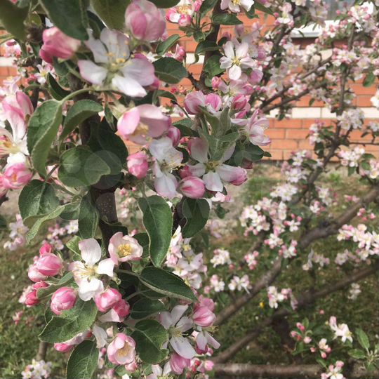 Дом 200 м² на участке 6,8 сот.