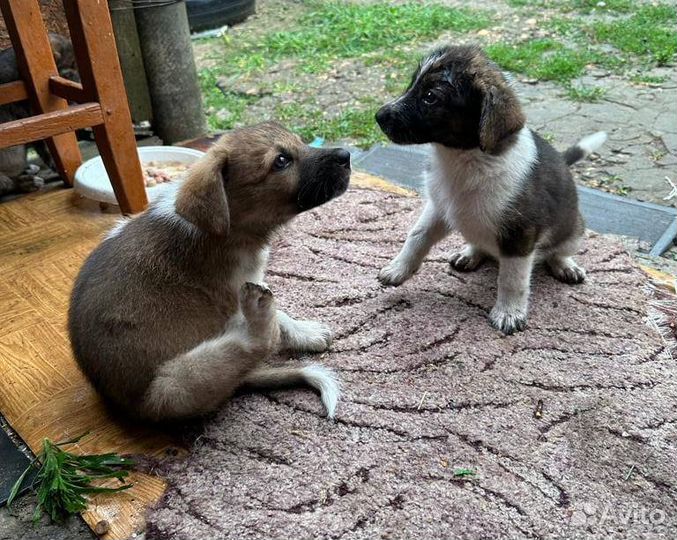 Щенки бесплатно