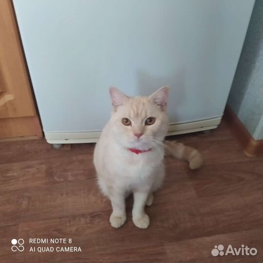 Красивый кот