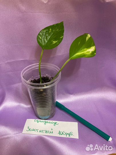 Сциндапсусы (эпипремнумы)