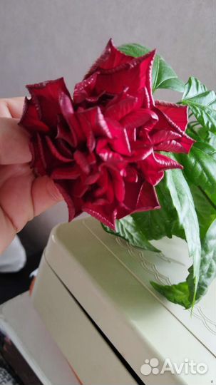 Гибискус, /китайская роза