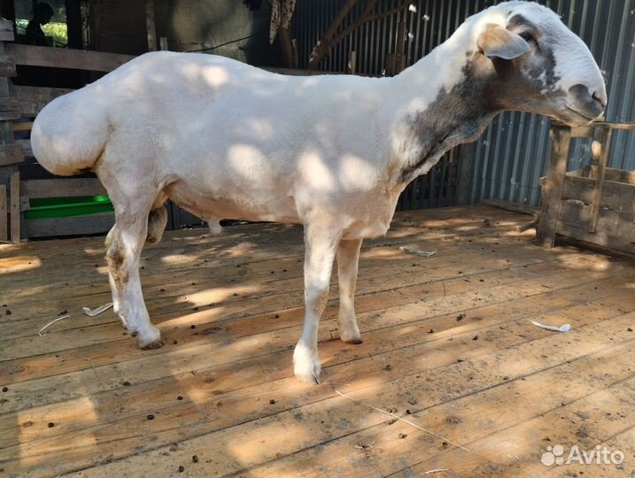 Курдючные бараны