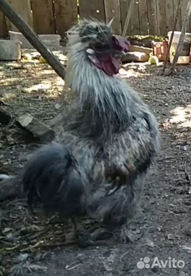 Молодые петухи