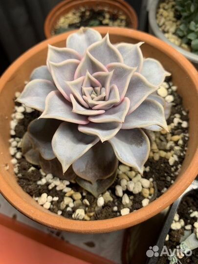 Эхеверия лилацина, суккулент