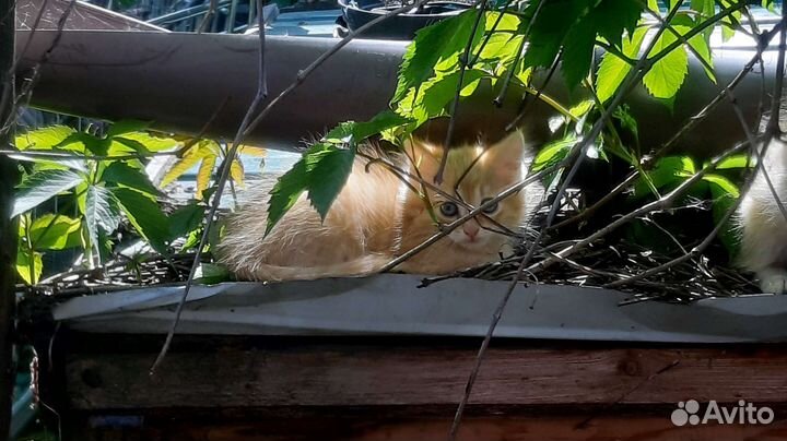 Котята в добрые руки бесплатно