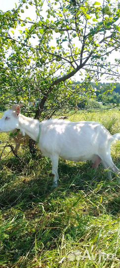 Дойные козы