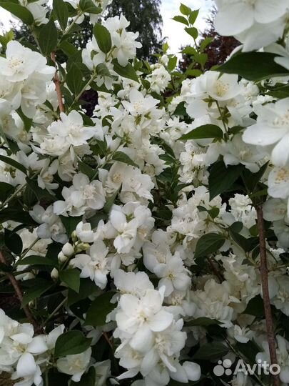 Жасмин махровый. Чибушник